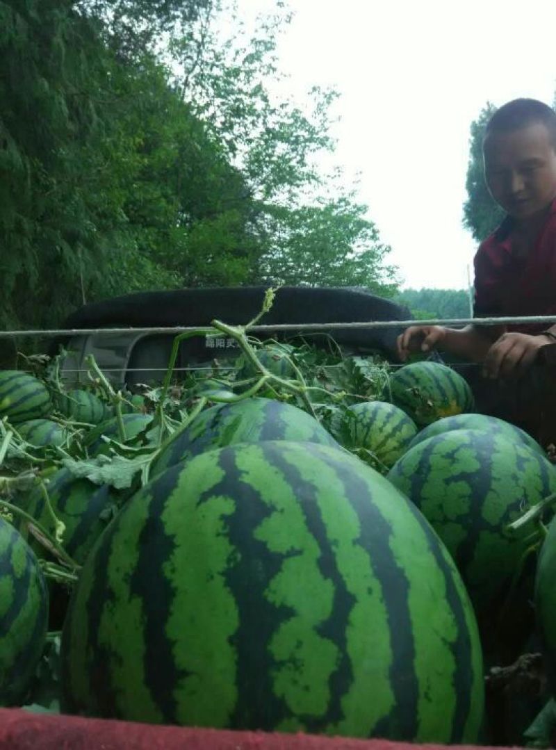 正宗金蜜西瓜，金花大瓜。