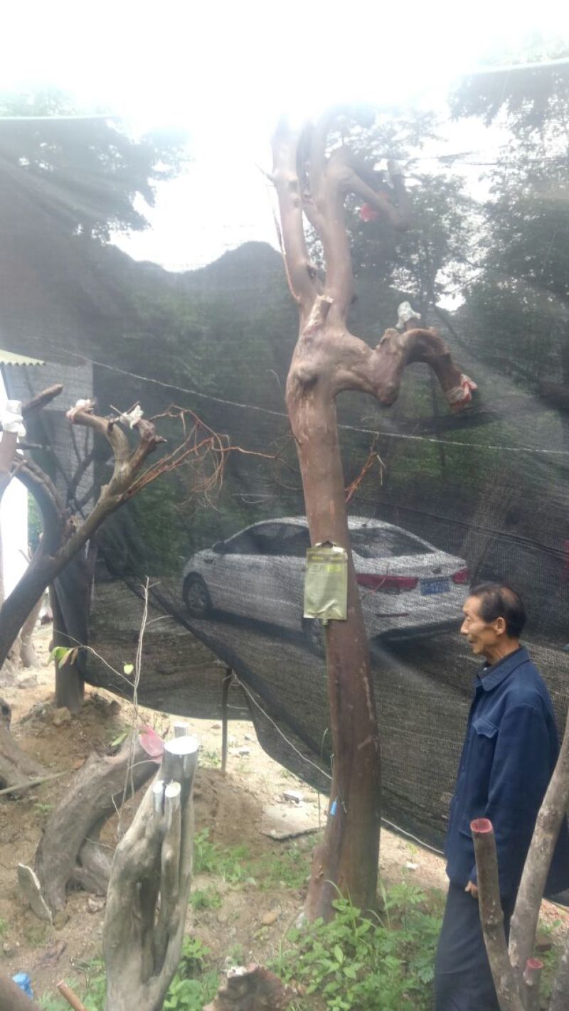 原生紫薇树庄