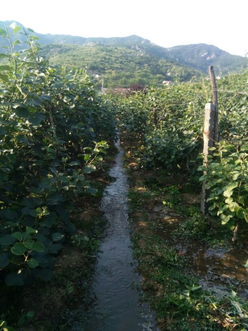 泰山猕猴桃
