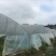 8424西瓜10斤打底9成熟1茬
