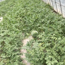 8424西瓜10斤打底9成熟1茬
