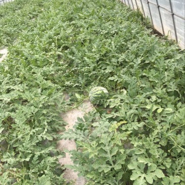 8424西瓜10斤打底9成熟1茬