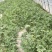 8424西瓜10斤打底9成熟1茬