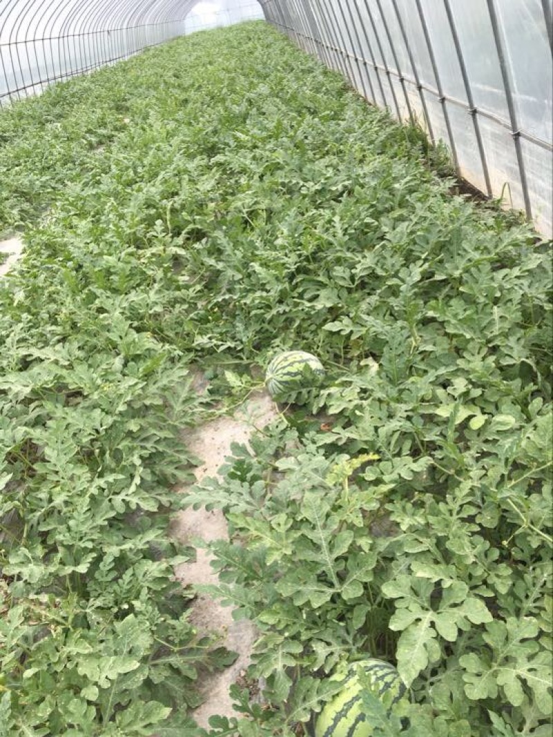 8424西瓜10斤打底9成熟1茬