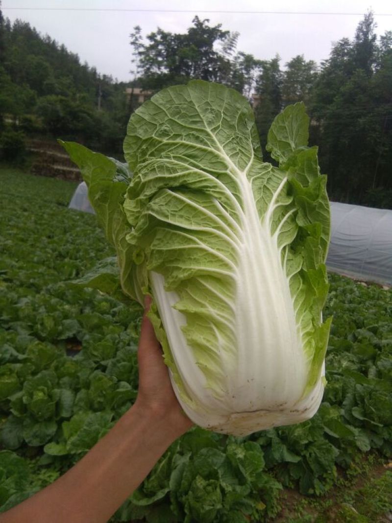 高山大白菜，优质高山蔬菜，质量好耐运输，，