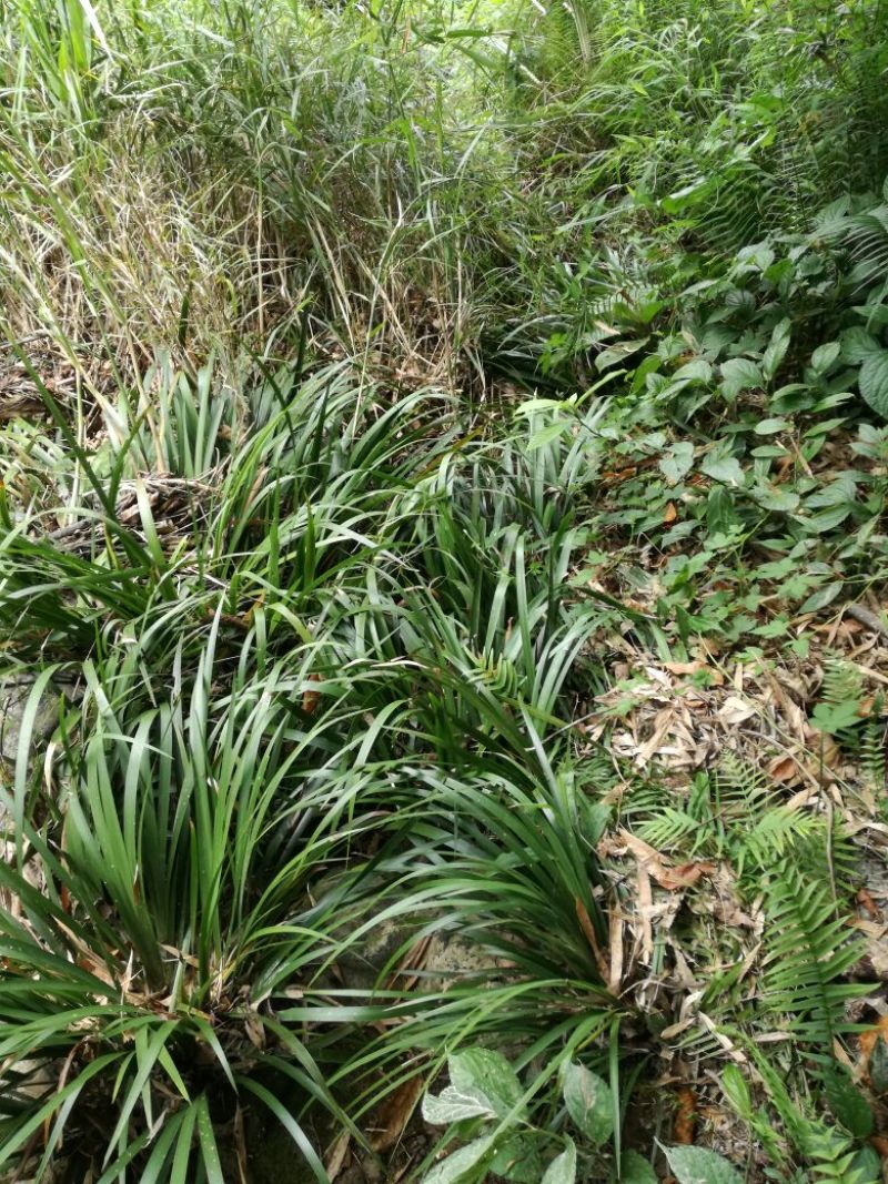 野生石菖蒲苗