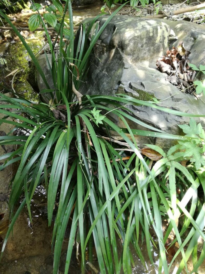 野生石菖蒲苗