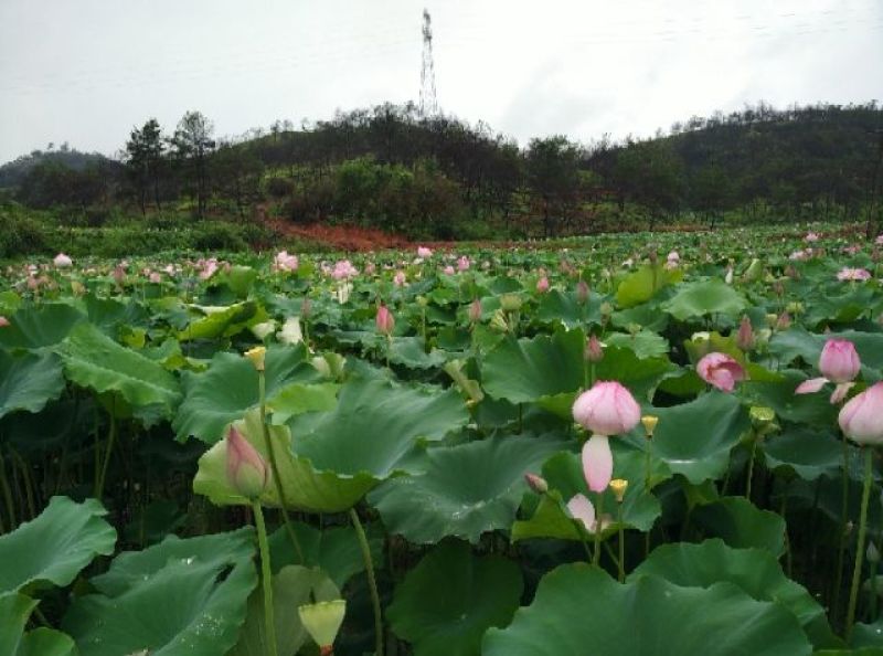 新鲜莲蓬莲蓬水果莲蓬批发，产地合作社直发，冷藏物流
