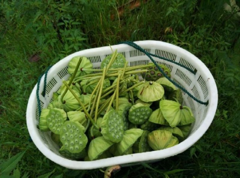 新鲜莲蓬莲蓬水果莲蓬批发，产地合作社直发，冷藏物流