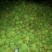新鲜莲蓬莲蓬水果莲蓬批发，产地合作社直发，冷藏物流