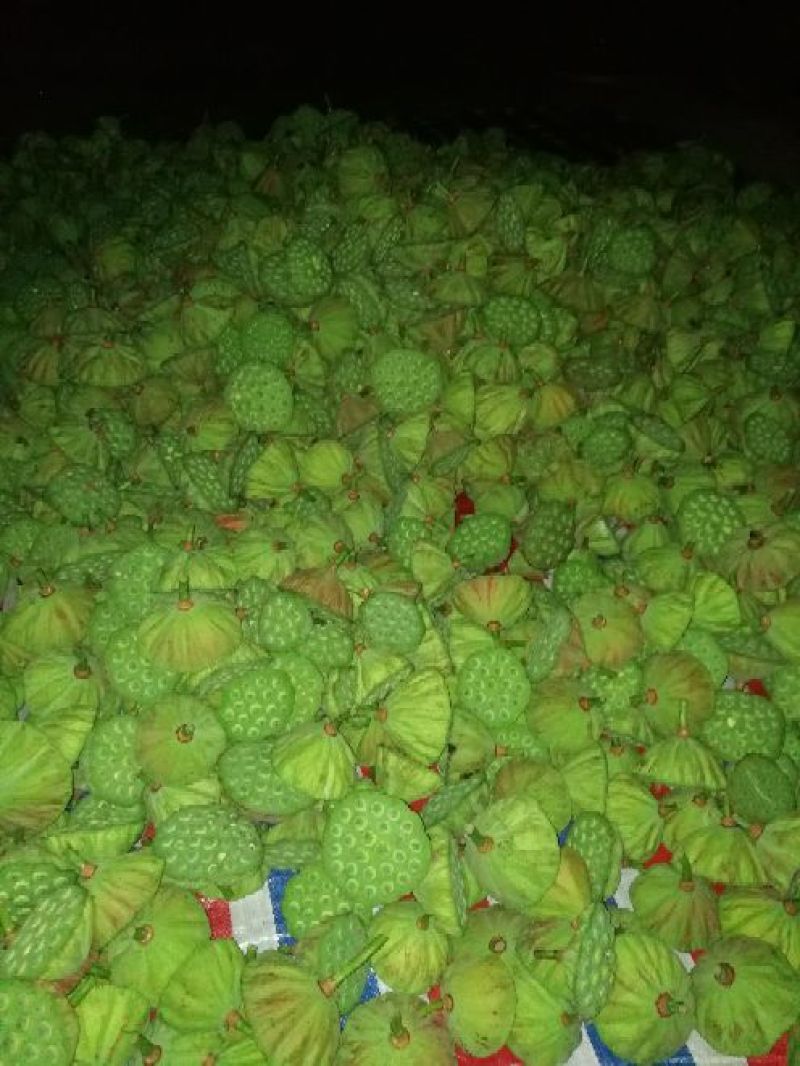 新鲜莲蓬莲蓬水果莲蓬批发，产地合作社直发，冷藏物流