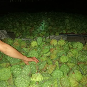 新鲜莲蓬莲蓬水果莲蓬批发，产地合作社直发，冷藏物流