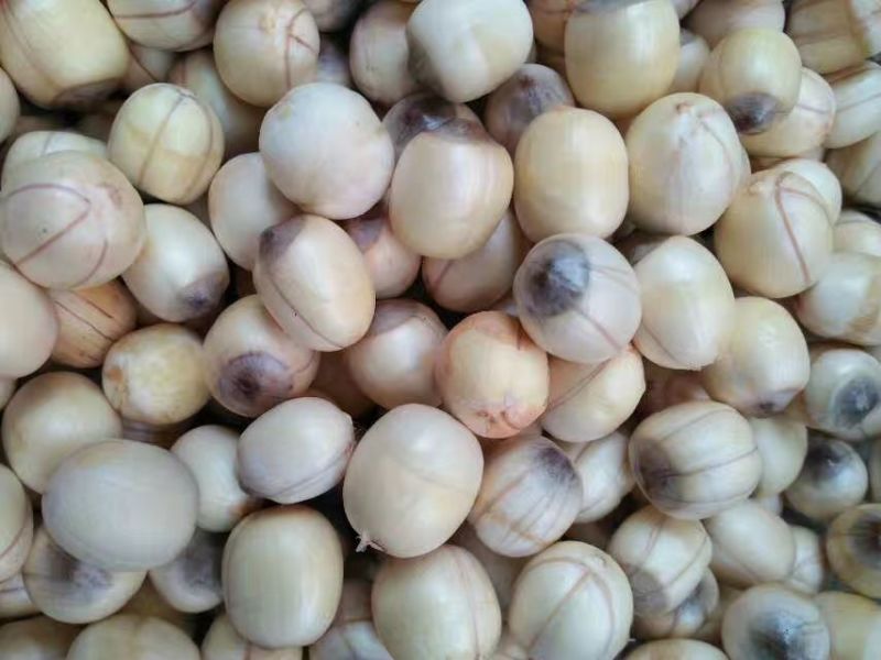新鲜莲蓬莲蓬水果莲蓬批发，产地合作社直发，冷藏物流