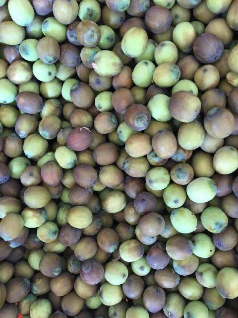 新鲜莲蓬莲蓬水果莲蓬批发，产地合作社直发，冷藏物流
