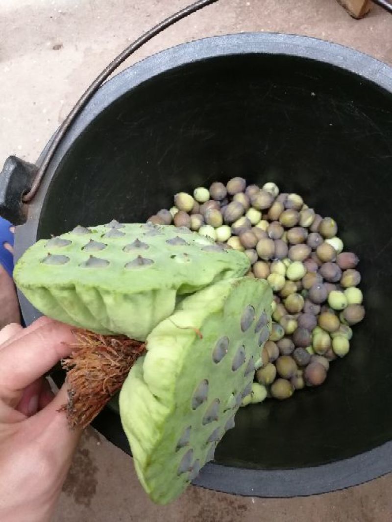 新鲜莲蓬莲蓬水果莲蓬批发，产地合作社直发，冷藏物流