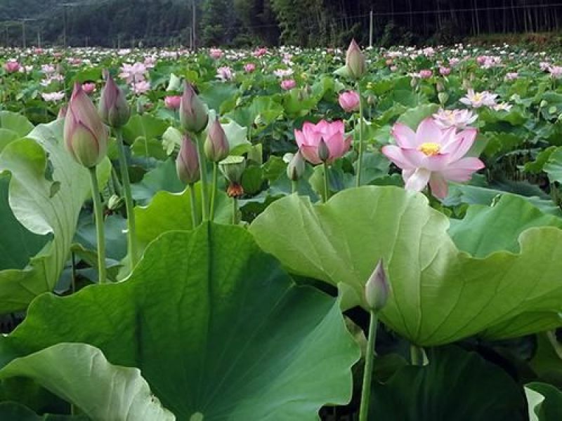 新鲜莲子新鲜草莲鲜莲子花莲子产地批发