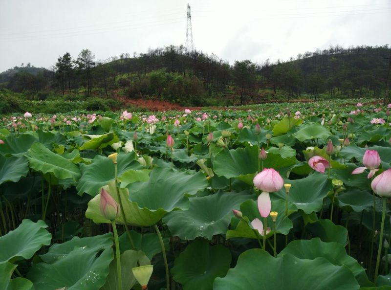 新鲜莲蓬莲蓬今年新上市，水果甜莲蓬，种植户直发