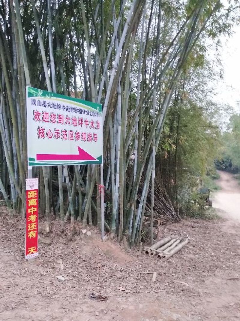 广西牛大力改良种苗自产自销品种正薯根发达容易种活