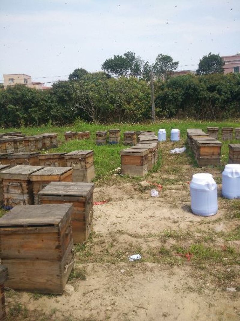 广西平南石硖龙眼蜜高浓度带有龙眼花香味
