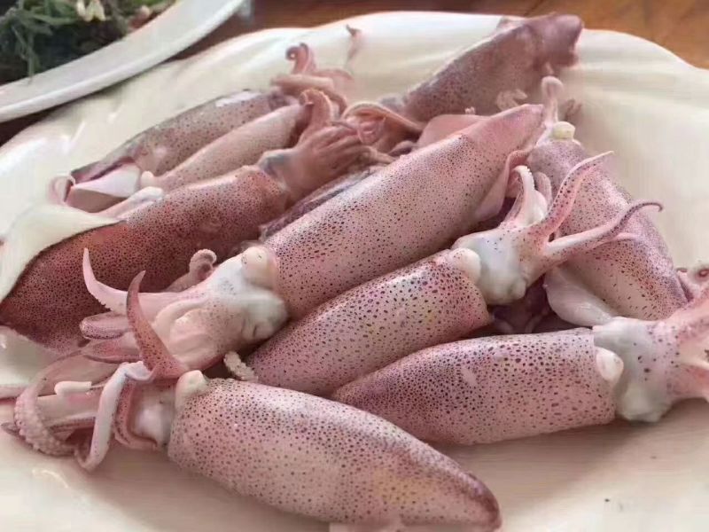 鱿鱼