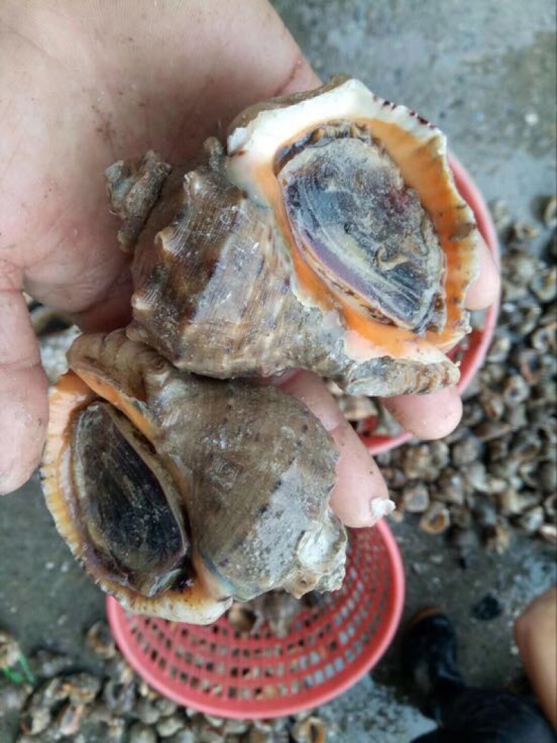 常年供应，红螺，海螺，涡螺大市场，大型酒店批发
