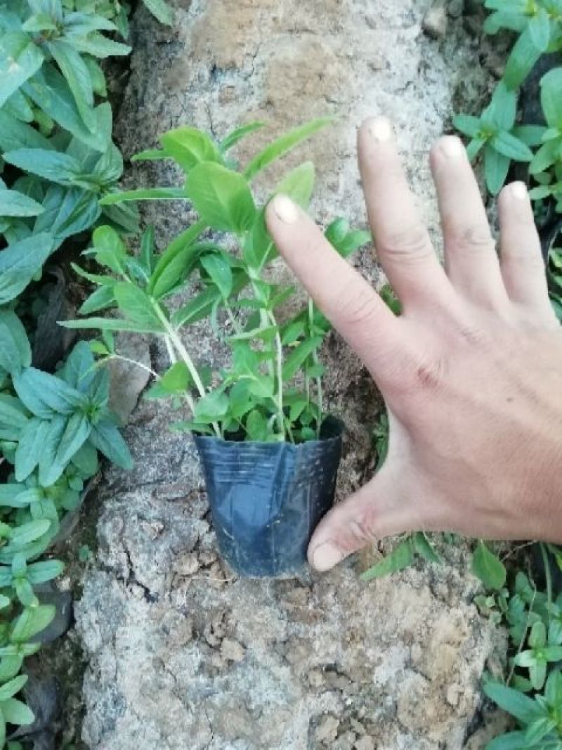 千屈菜盆花10~20cm