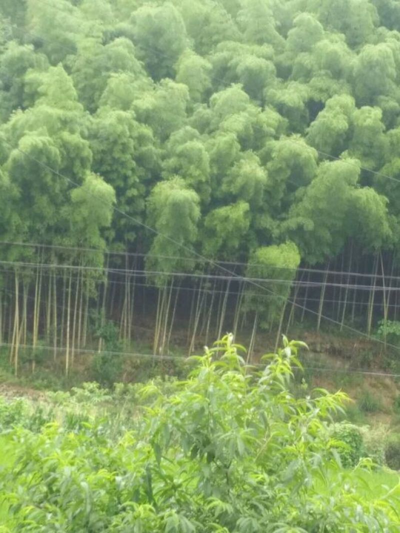 毛竹