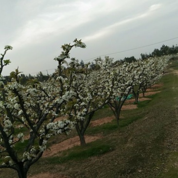 早熟翠冠梨和黄花梨（套袋梨和光果都有）
