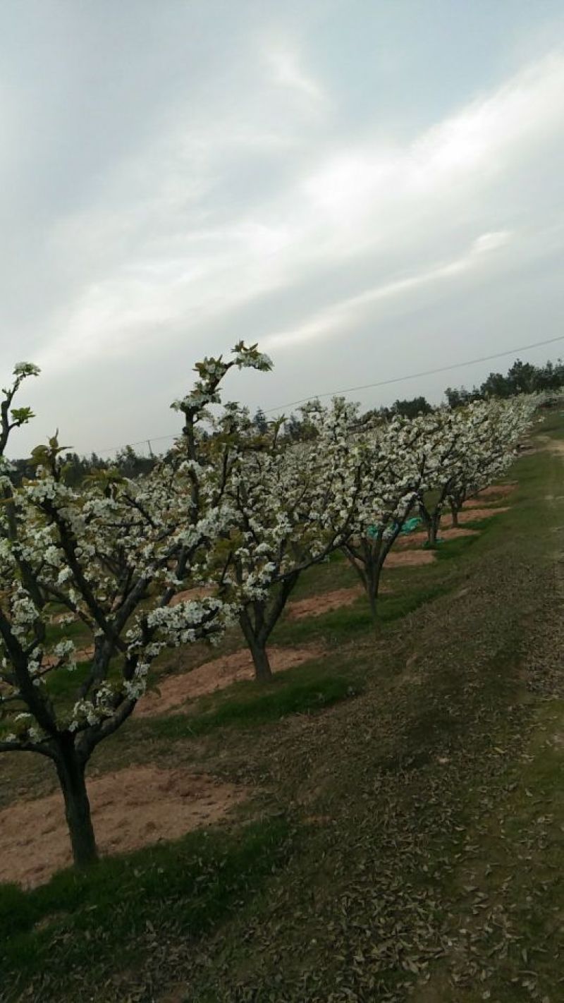 早熟翠冠梨和黄花梨（套袋梨和光果都有）