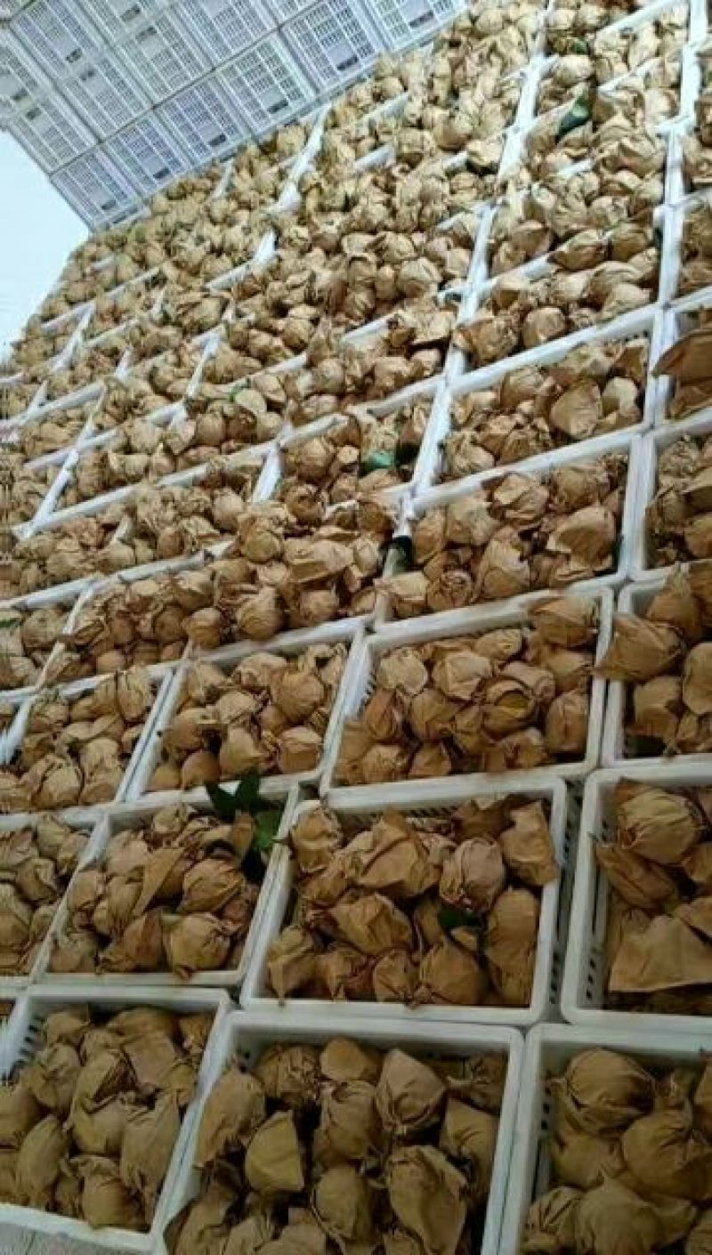 早熟翠冠梨和黄花梨（套袋梨和光果都有）