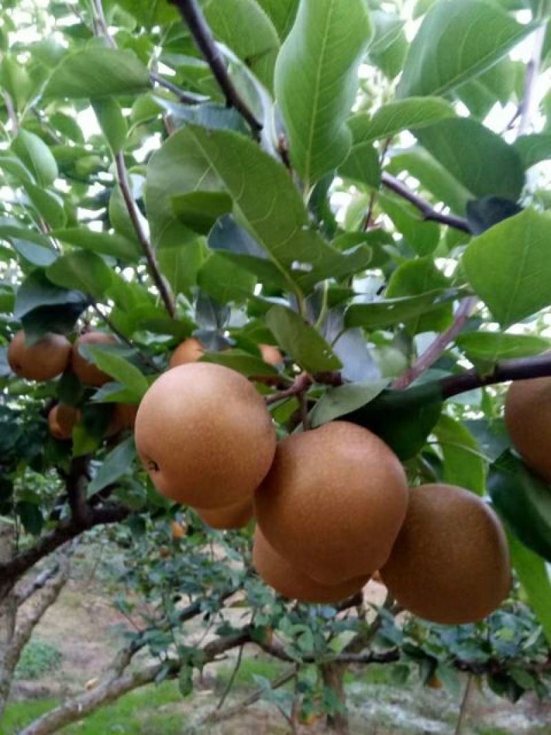 早熟翠冠梨和黄花梨（套袋梨和光果都有）