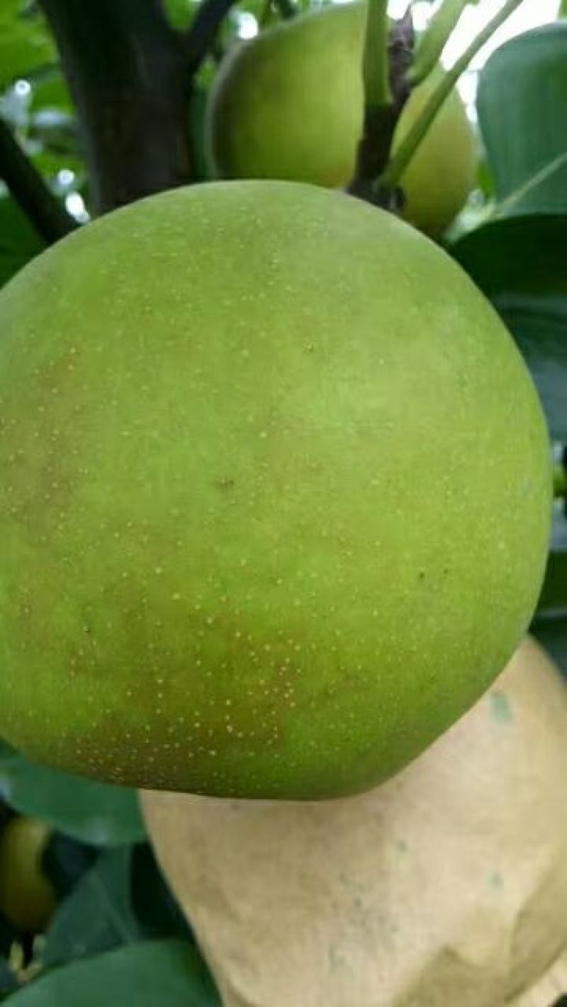 早熟翠冠梨和黄花梨（套袋梨和光果都有）