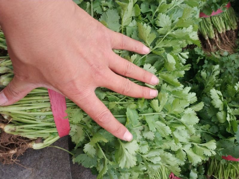 山东德州精品大叶香菜叶大棵粗品质保证