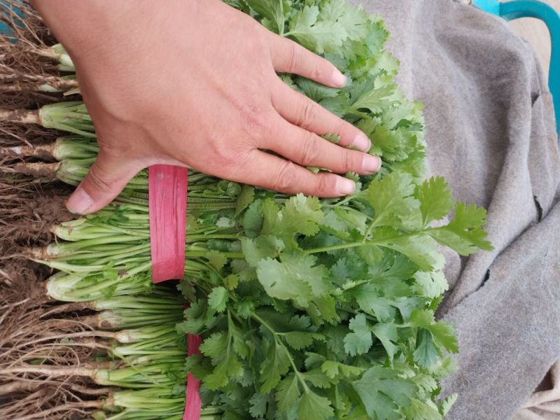 山东德州精品大叶香菜叶大棵粗品质保证