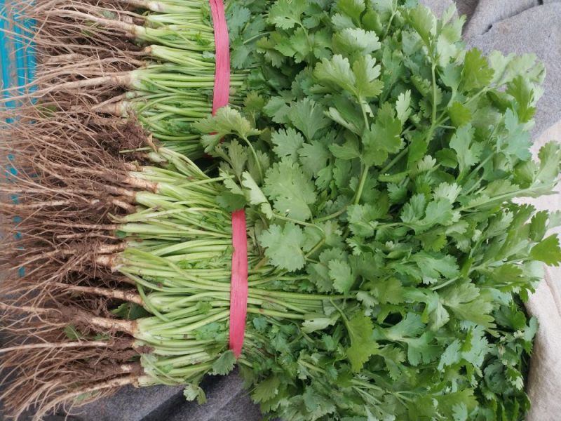 山东德州精品大叶香菜叶大棵粗品质保证