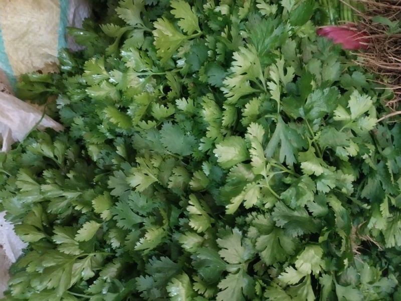 山东德州精品大叶香菜叶大棵粗品质保证