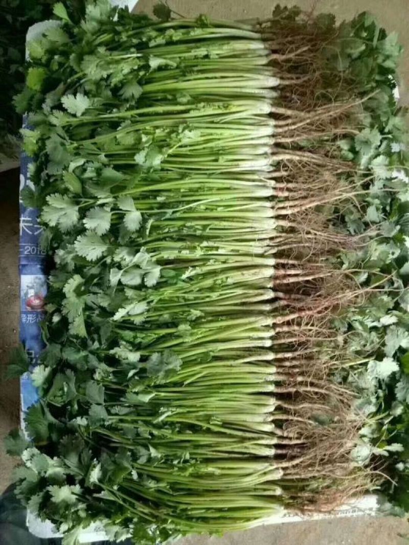 山东德州精品大叶香菜叶大棵粗品质保证