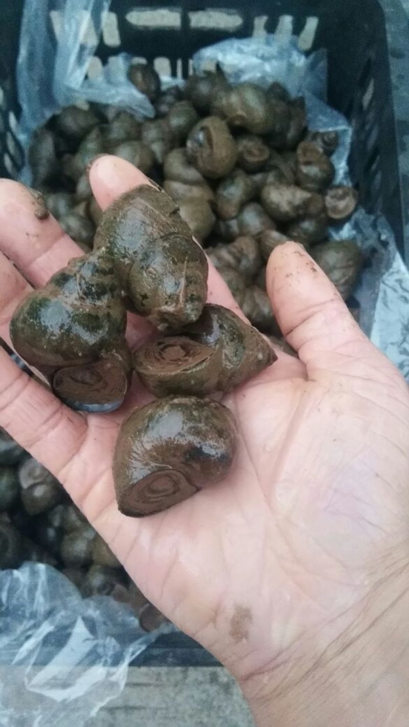 中华圆田螺食用鲜活