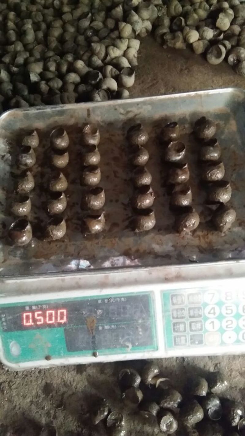 中华圆田螺食用鲜活