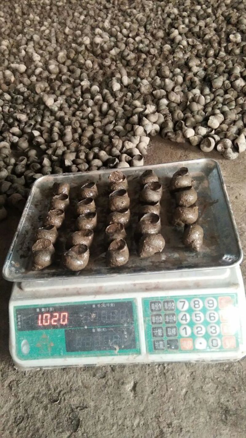 中华圆田螺食用鲜活