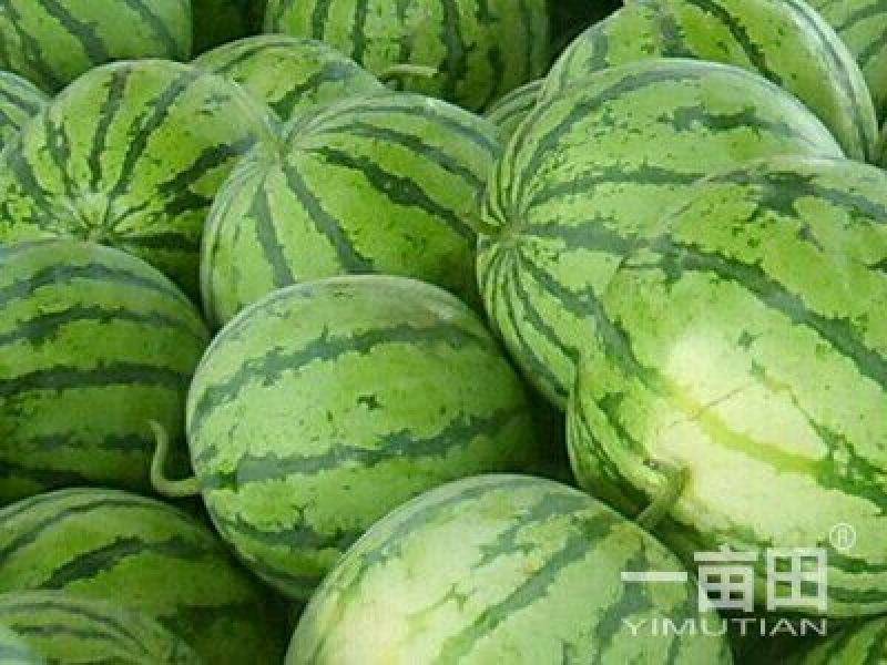 甜王西瓜，上市了