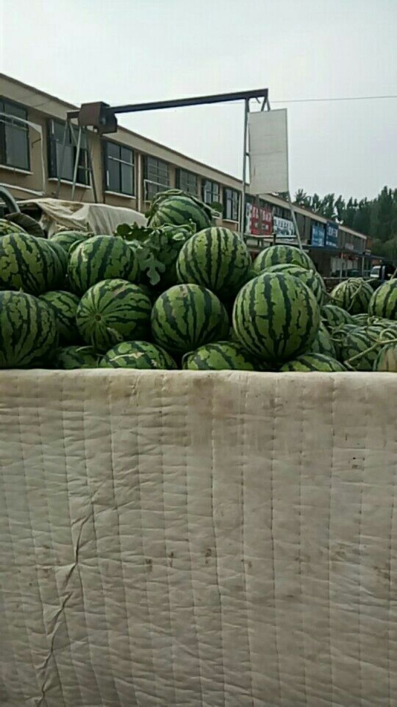 甜王西瓜，上市了