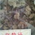 猪鬃草