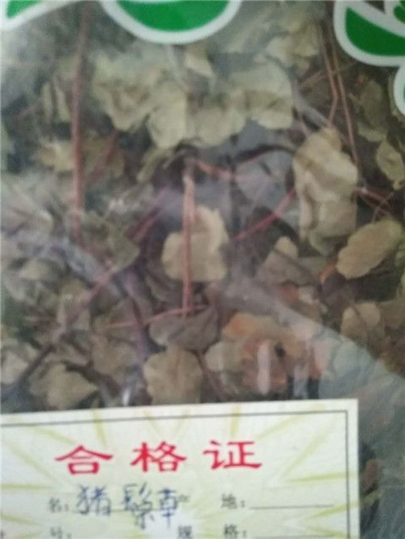 猪鬃草