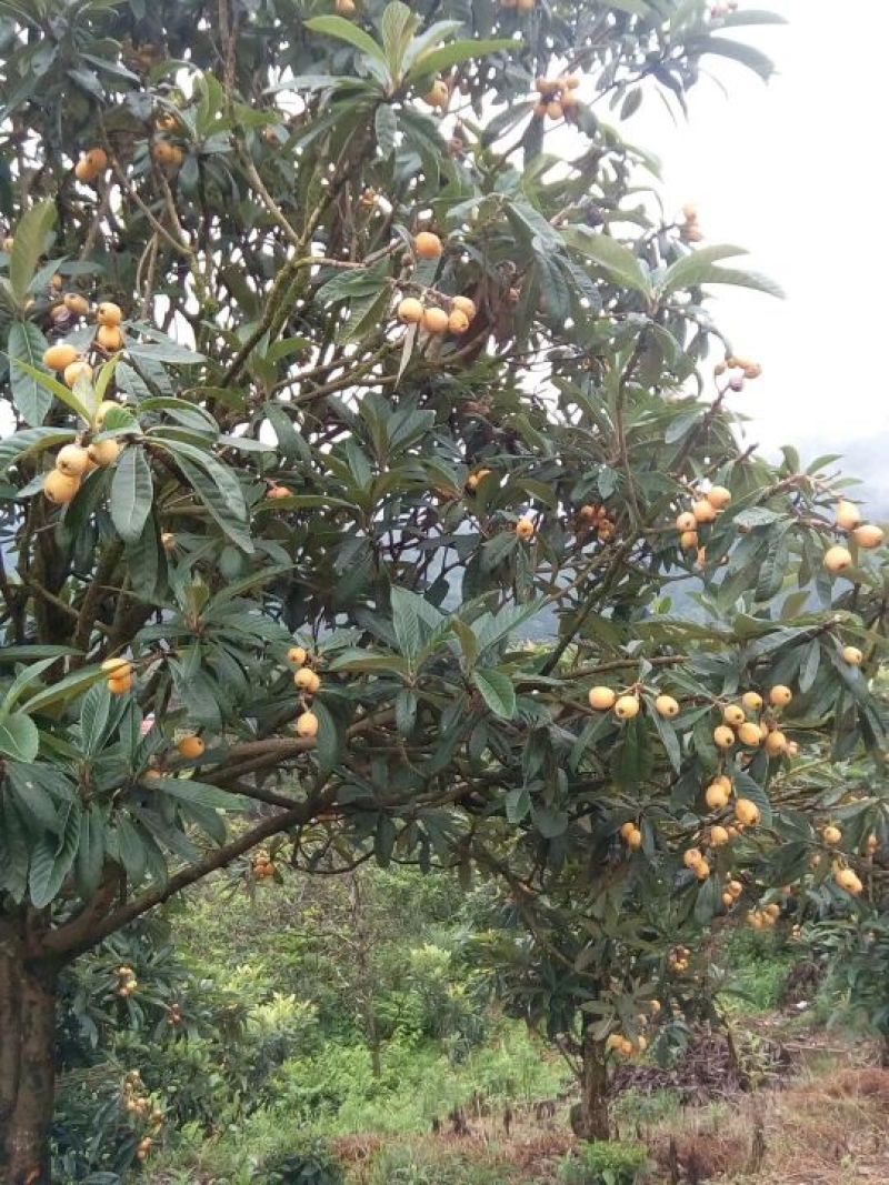 枇杷树苗，种子