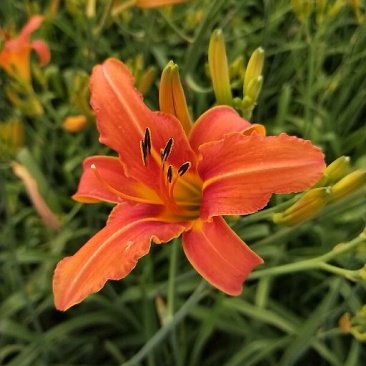自家红花萱草