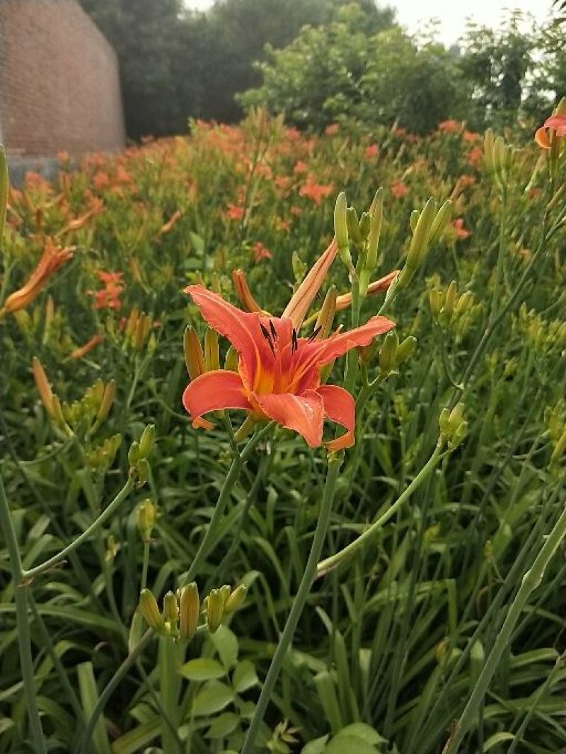 自家红花萱草