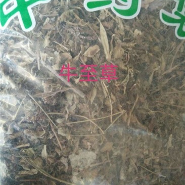 牛至草