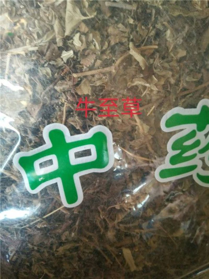 牛至草