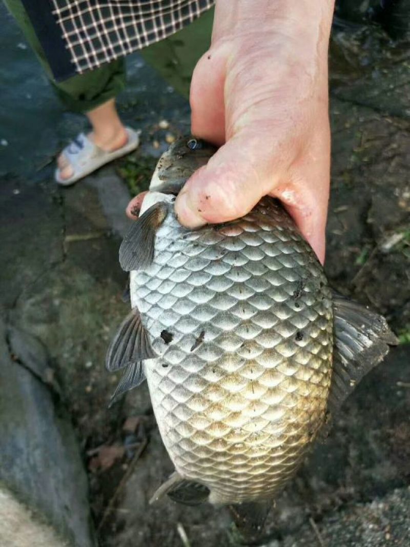 湘鲫桂花鲫白鲫大量出货